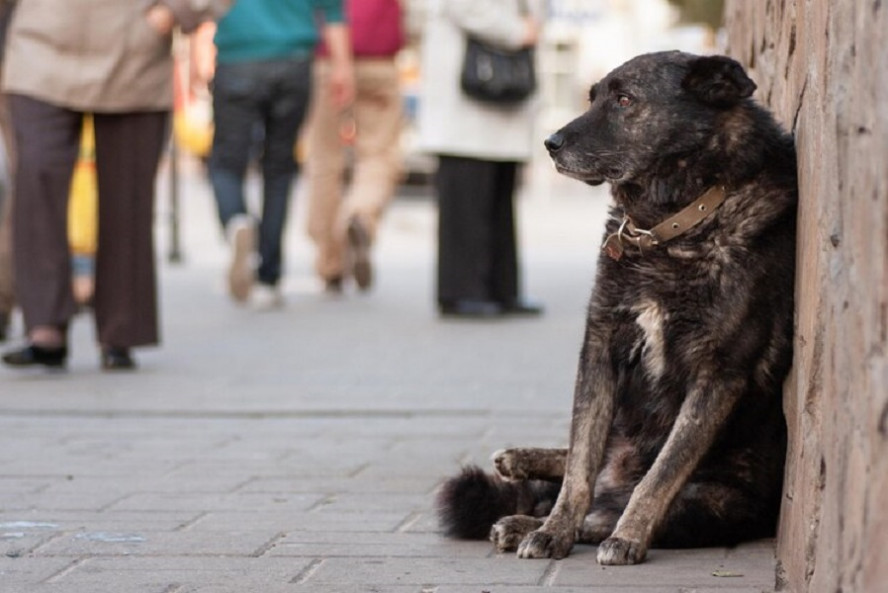 В России предложили ввести систему учёта всех собак