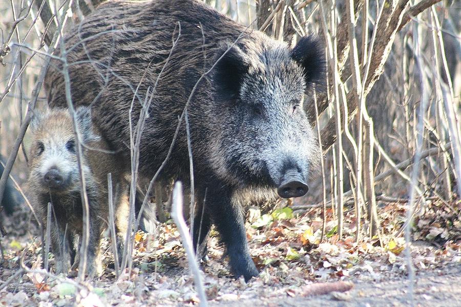 В Тамбовской области возбуждено три уголовных дела за браконьерство