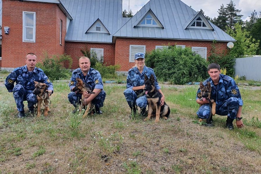 Четыре щенка немецкой овчарки пополнили ряды кинологической службы тамбовского УФСИН