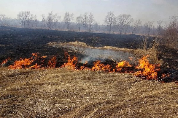 В Тамбовской области усилен контроль за выжиганием сухой травы на полях