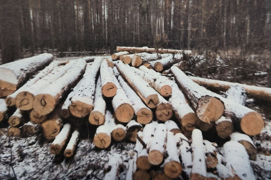 Бывшего работника Горельского лесничества обвиняют в незаконной рубке деревьев 