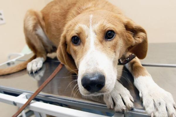 Депутаты Госдумы хотят запретить изымать домашних животных за долги