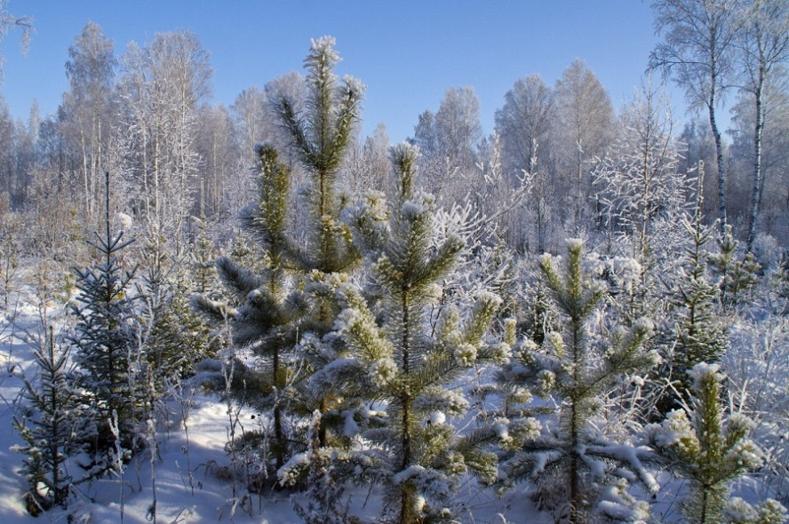 В тамбовских лесах с 5 декабря усилят охрану хвойных деревьев от незаконных рубок
