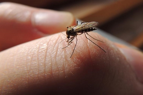 Ученые рассказали о возможности заражения коронавирусом через укусы комаров