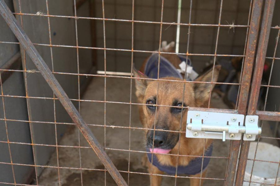 В Бондарском районе проверили условия содержания бездомных животных