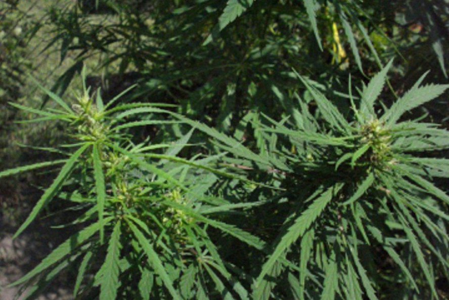 Полицейские обнаружили у жителя Тамбовской области около одного килограмма марихуаны
