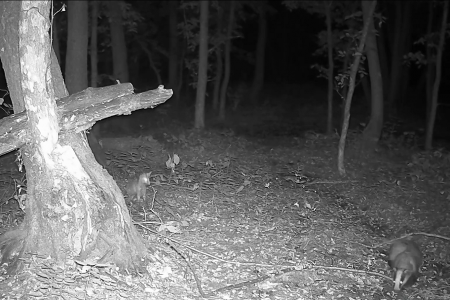 В заповеднике "Воронинский" фотоловушка засняла встречу барсука с лисятами