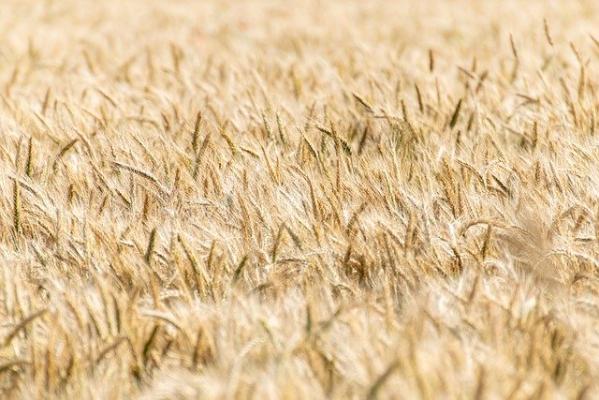 В России на 3,5 месяца могут запретить экспорт пшеницы, ржи, ячменя и кукурузы