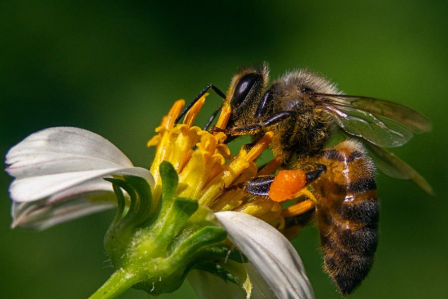 Инфекционист назвала самых опасных летних насекомых