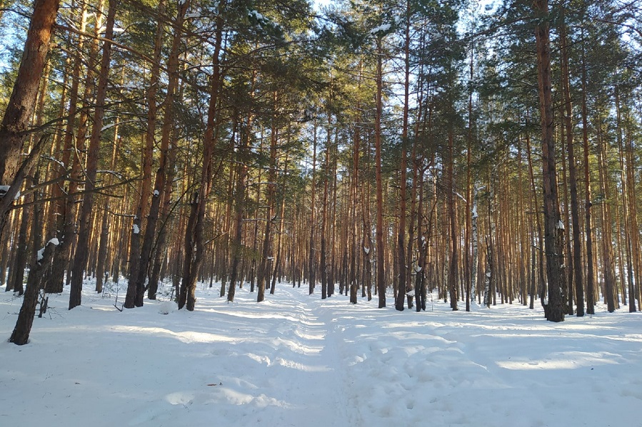 В Тамбовской области утверждён сводный план тушения лесных пожаров