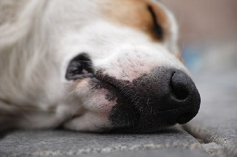 Тамбовчане жалуются на стаи агрессивных бездомных собак