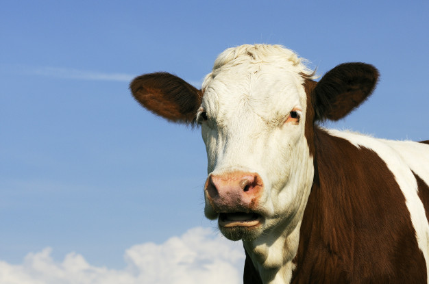 В Тамбовской области выявлен новый случай бруцеллёза у коров