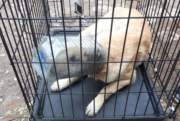 В посёлке Строитель поймали собаку с пластиковой бутылкой на голове