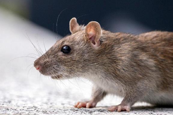 Северную часть Тамбова вновь атакуют крысы