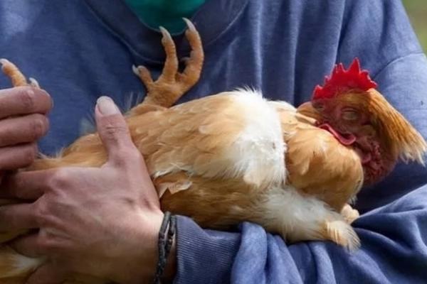 В Мучкапском районе мужчина украл у односельчанина куриц