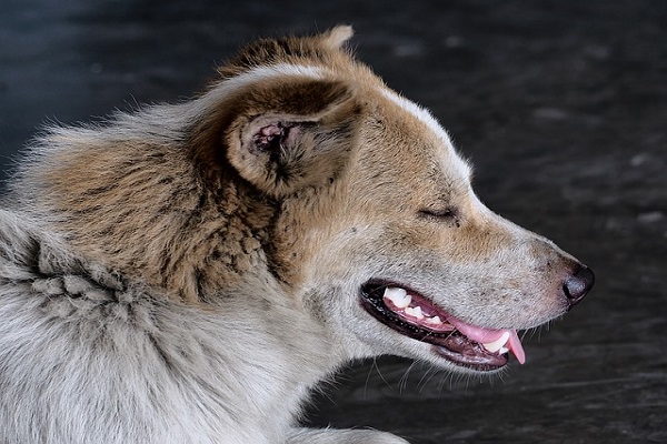Жители Тамбовской области просят решить проблему бездомных собак