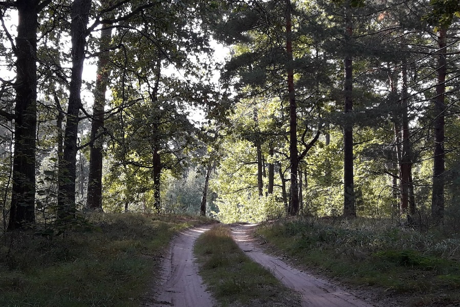 В Тамбовской области выявлено 68 нарушений лесного законодательства