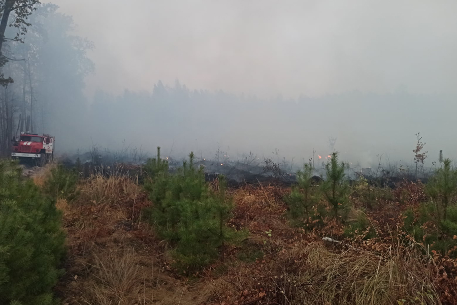 В Тамбовском районе произошел крупный лесной пожар