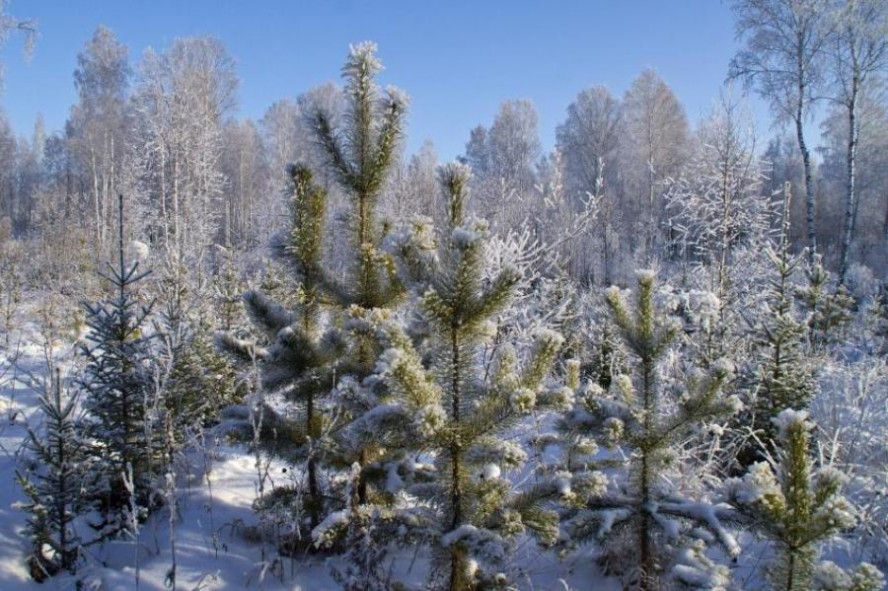 Перед Новым годом в лесах Тамбовской области усилят охрану хвойных деревьев