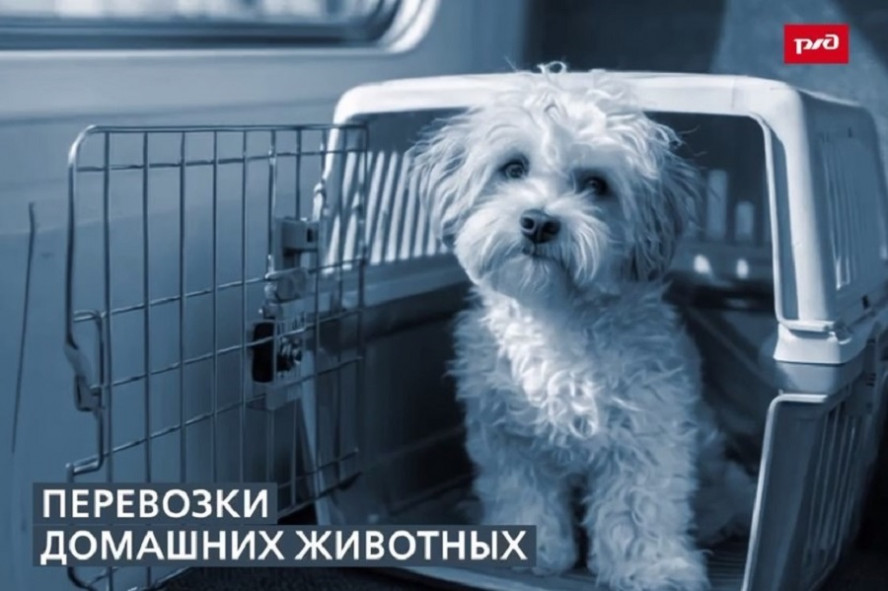Хвостатые рейсы: животные путешествуют без хозяев