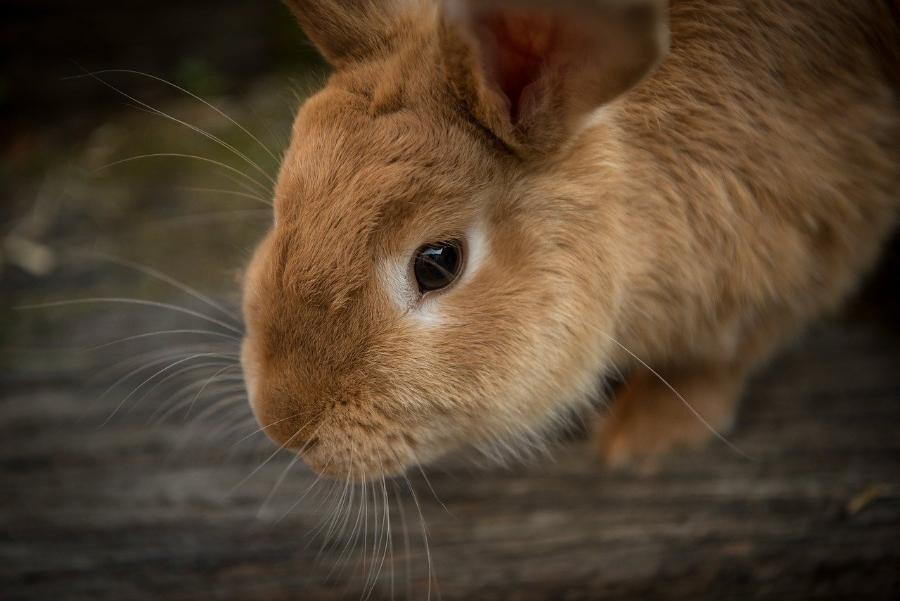 Житель Староюрьевского района украл у соседа кроликов