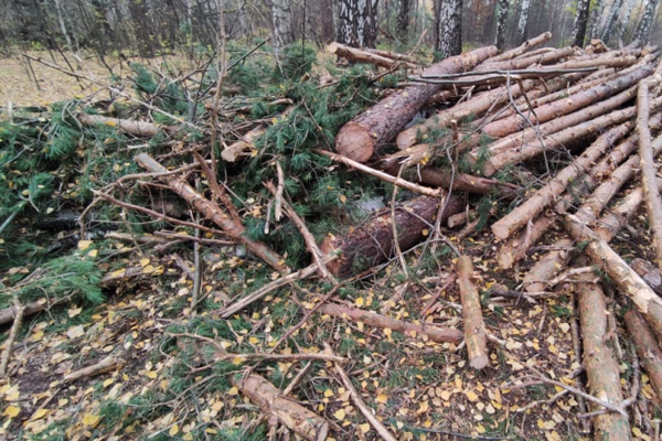 В Жердевском районе мужчина украл древесину под предлогом санитарной вырубки
