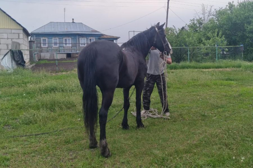 Находившийся в федеральном розыске мужчина украл в Тамбовской области лошадь