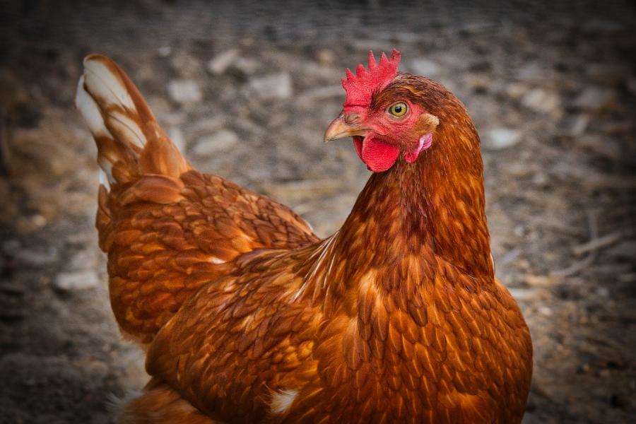 Инжавинская птицефабрика нарушила требования природоохранного законодательства