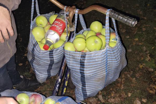 В Тамбовской области мужчина попался на краже яблок