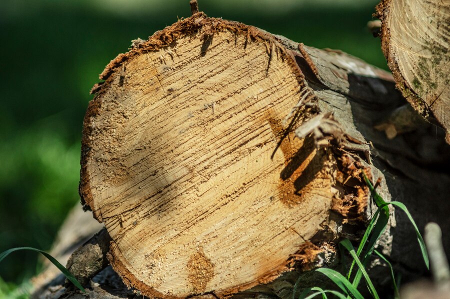Жителя Никифоровского района арестовали за незаконную рубку деревьев