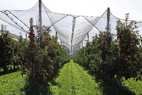 В Тамбовской области заложат фруктовый сад в память о Зое Космодемьянской