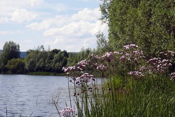 В Тамбовской области незаконно продали участок земли рядом с прудом