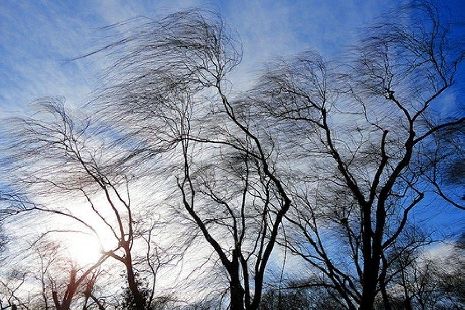 В ближайшие часы в Тамбовской области ожидается усиление ветра