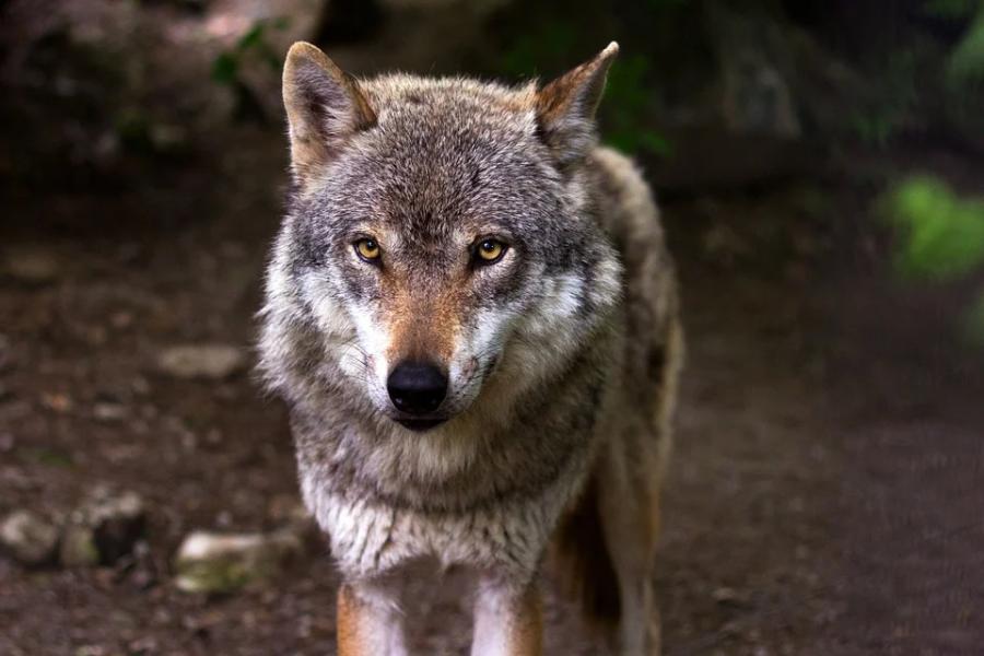 В тамбовских лесах насчитали четырёх волков