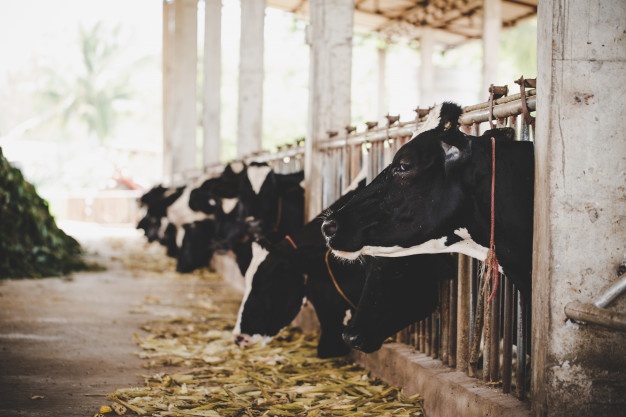 В пяти населённых пунктах Тамбовской области установлен карантин по лейкозу коров