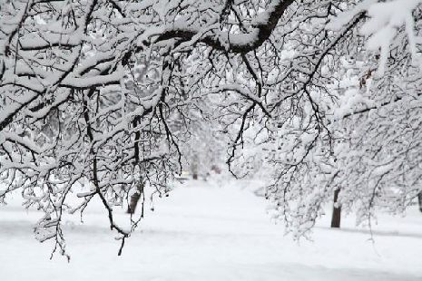 В Тамбовской области ожидается сильный снегопад