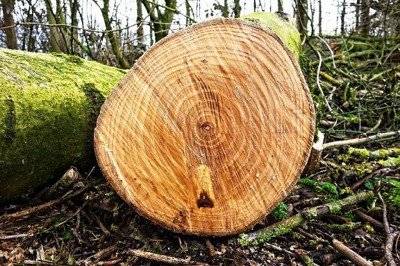 В Тамбове вырубка деревьев станет платной