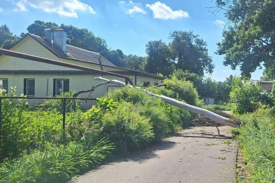 Жители Мичуринска остались без газа из-за падения аварийного дерева