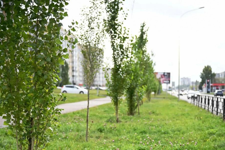 В Тамбове посадили 136 пирамидальных тополей