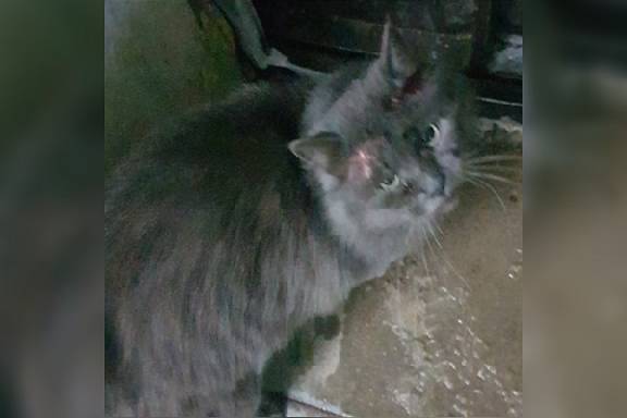В Моршанске спасли кота, который стал жертвой живодеров