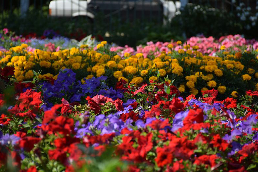 В Тамбове определяют самые "цветущие" улицы и дворы