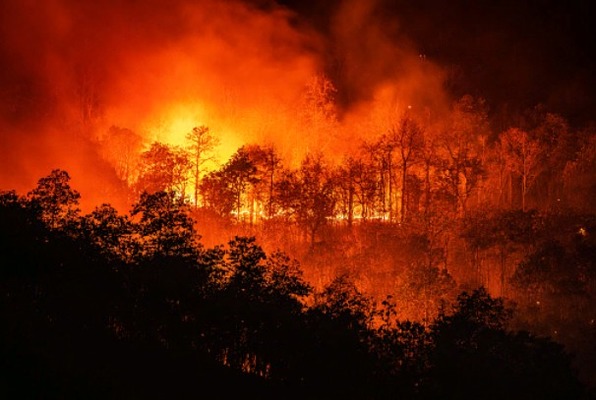 Регионы России наделили полномочиями по тушению природных пожаров