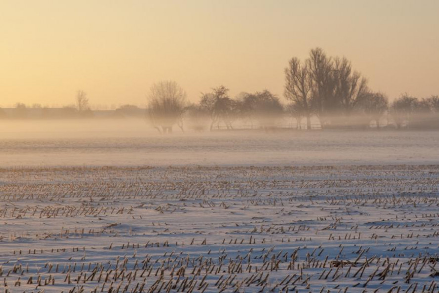 В Тамбовской области из-за большого количества снега на полях приостановили уборку подсолнечника и кукурузы