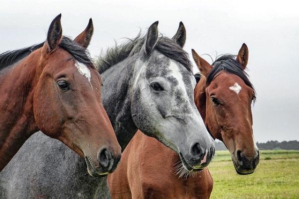 Тамбовские полицейские вернули фермеру похищенных породистых лошадей