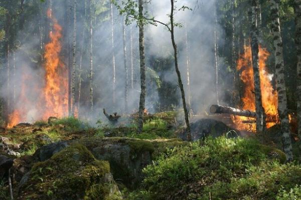 В России предложили упростить порядок введения режима ЧС в лесах