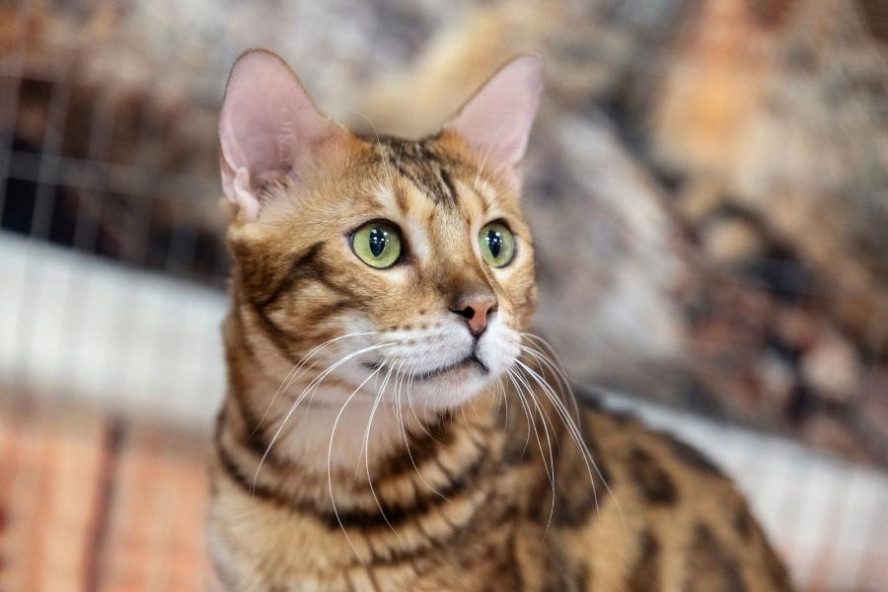 В Тамбове состоится выставка кошек необычных пород