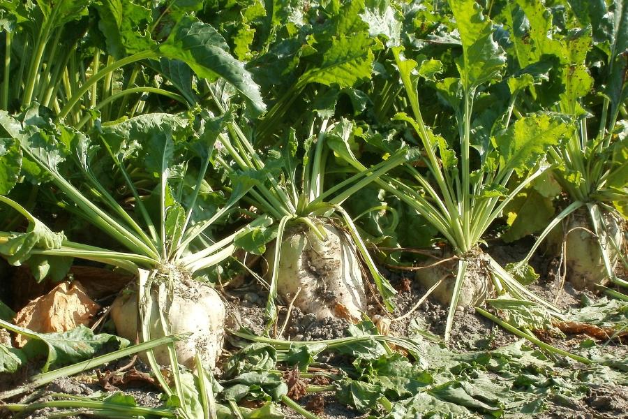 В Тамбовской области с поля украли более двух тонн сахарной свёклы