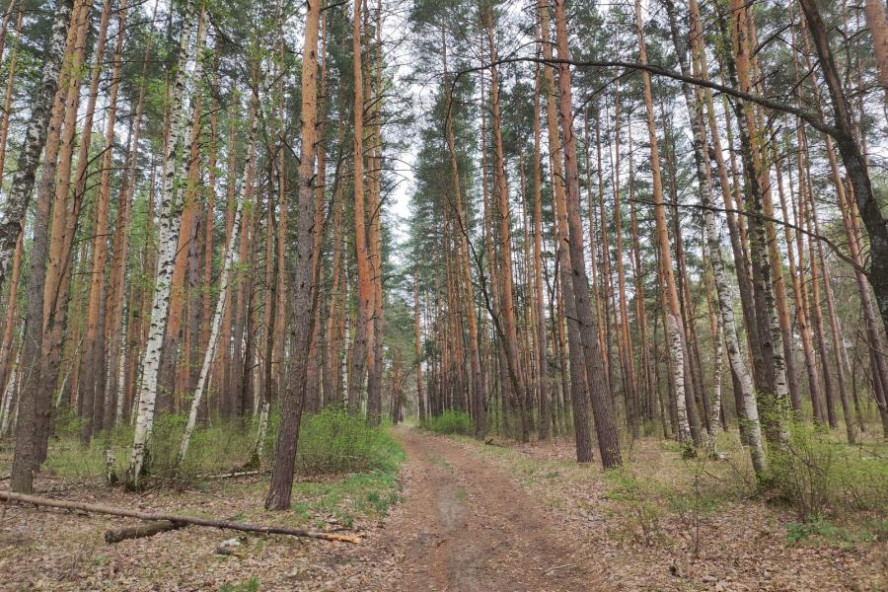 В Тамбовской области усилят работу по охране лесов от пожаров