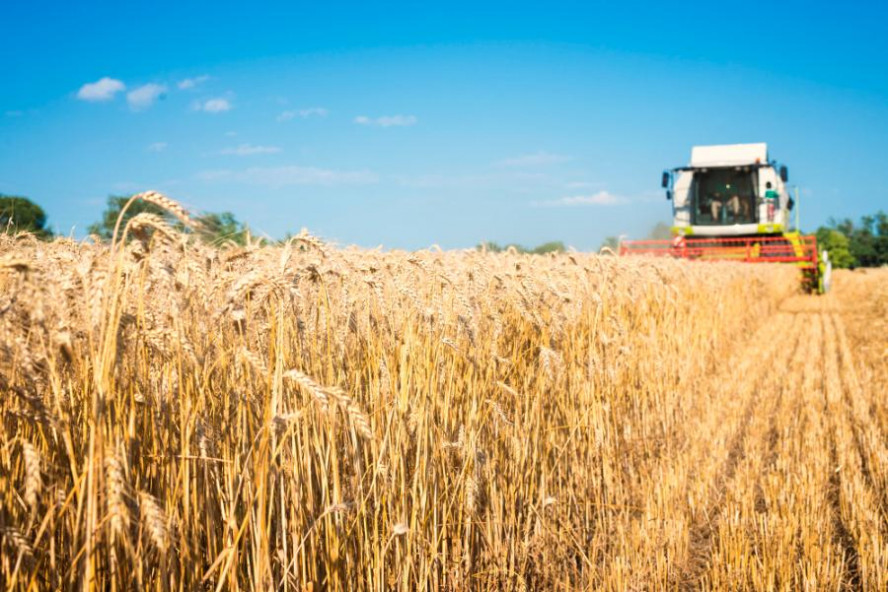 В прошлом году в Тамбовской области увеличили производство твердых сортов пшеницы