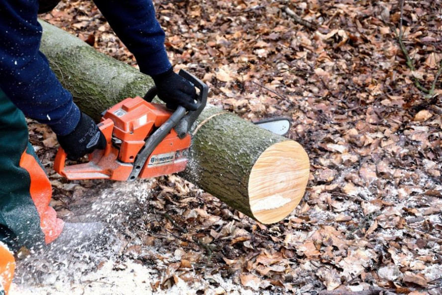 Очередной контракт на вырубку деревьев в Тамбове получил ИП из Раменского